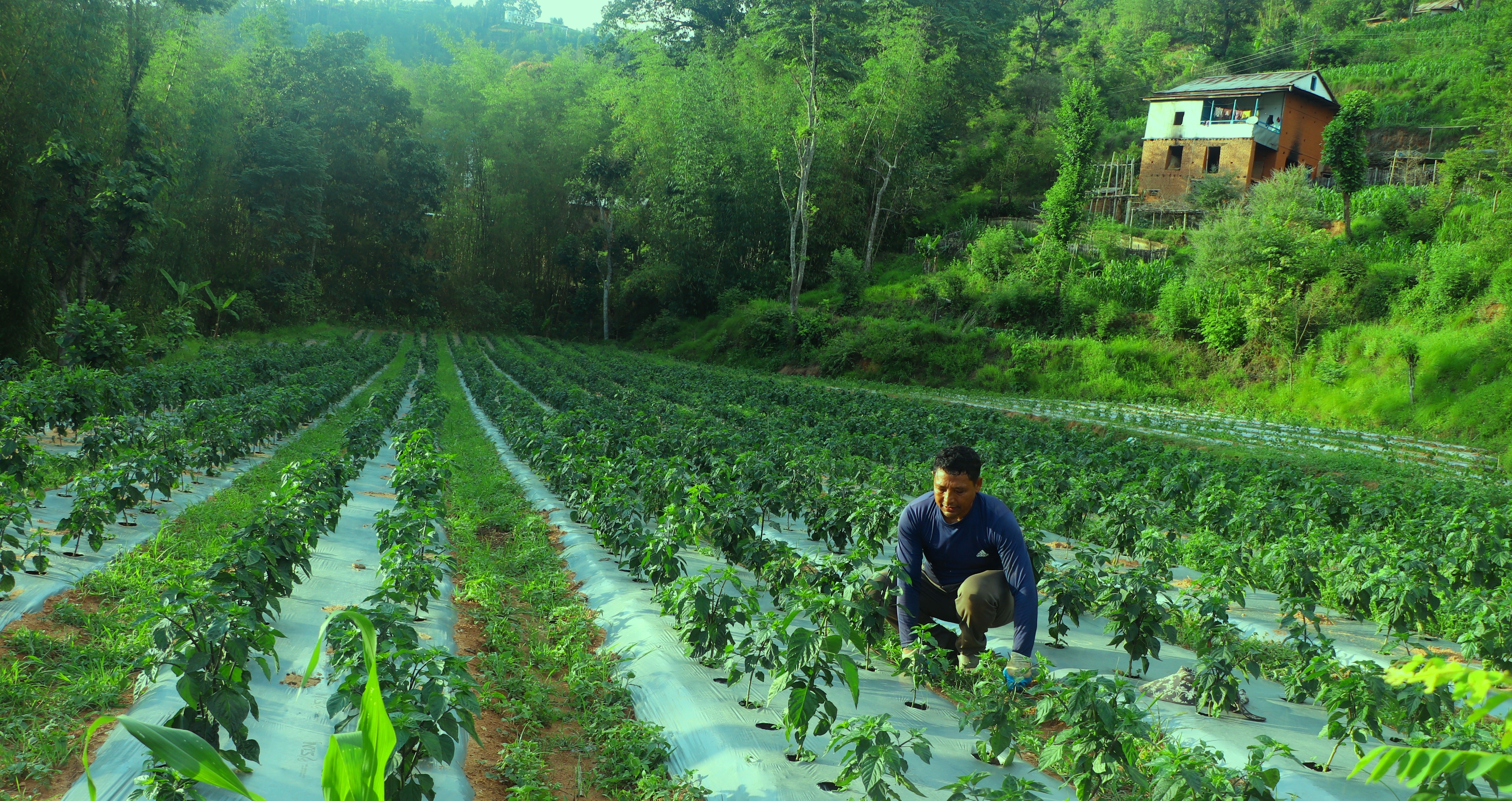 कोरियाबाट फर्केर कृषि पेशामा